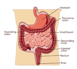 Diagram of the large bowel and colon