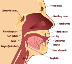 Diagram of the large bowel and colon